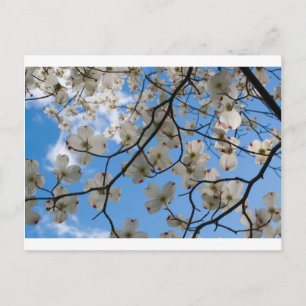 Dogwood Tree Flowers, Ohio Postcard