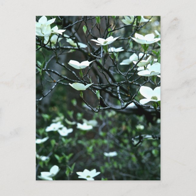 DOGWOOD TREE IN SPRING BLOOM POSTCARD (Front)
