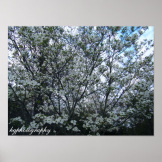 dogwood tree poster