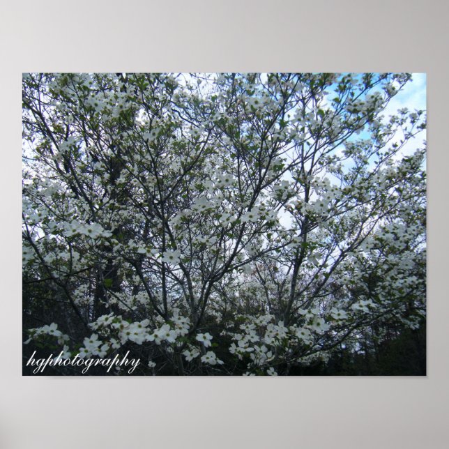dogwood tree poster (Front)