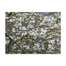 Dogwood Tree White Flower Blossoms