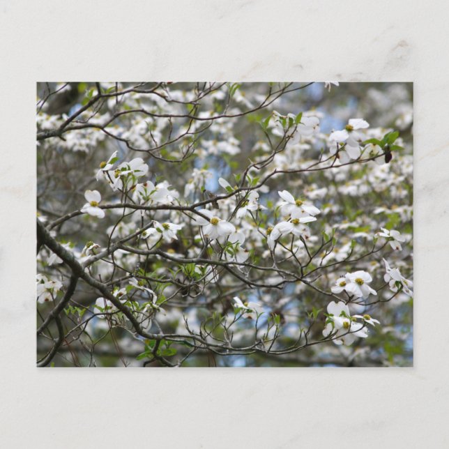 Dogwood Tree White Flower Blossoms Postcard (Front)
