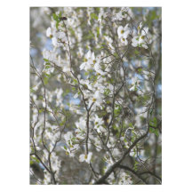 Dogwood Tree White Flower Blossoms