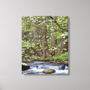 Dogwood Trees Great Smoky Mountain, Tennessee Canvas Print