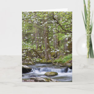 Dogwood Trees   Great Smoky Mountain, Tennessee Card