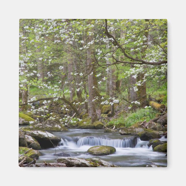 Dogwood Trees | Great Smoky Mountain, Tennessee Magnet (Front)