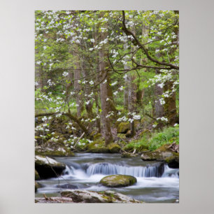 Dogwood Trees   Great Smoky Mountain, Tennessee Poster