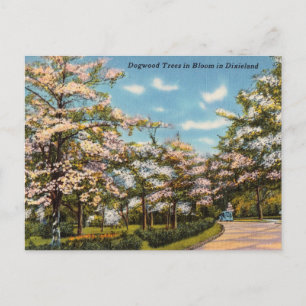 Dogwood Trees in Dixieland Postcard