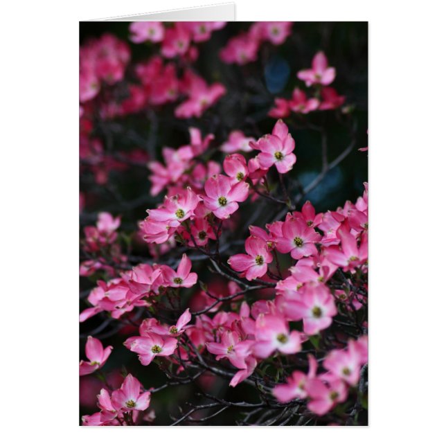 Dogwood Tree's Pink Flower (Front)