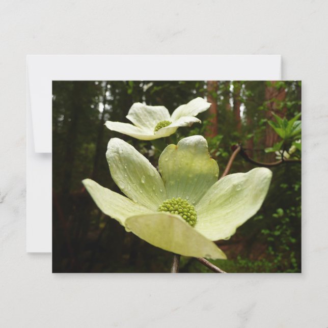 Dogwoods and Redwoods in Yosemite National Park (Front)