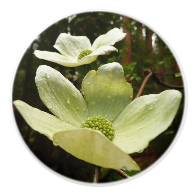 Dogwoods and Redwoods in Yosemite National Park Ceramic Knob (Front)