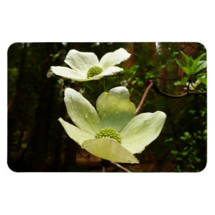 Dogwoods and Redwoods in Yosemite National Park Magnet