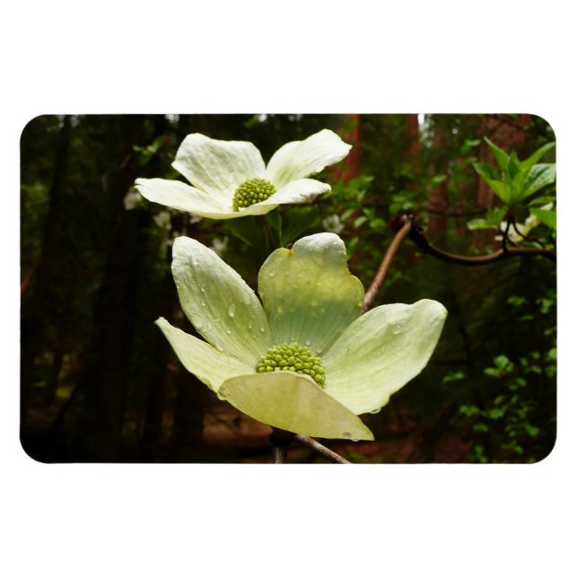 Dogwoods and Redwoods in Yosemite National Park Magnet (Horizontal)
