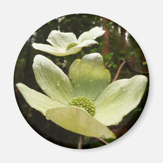 Dogwoods and Redwoods in Yosemite National Park Magnet (Front)
