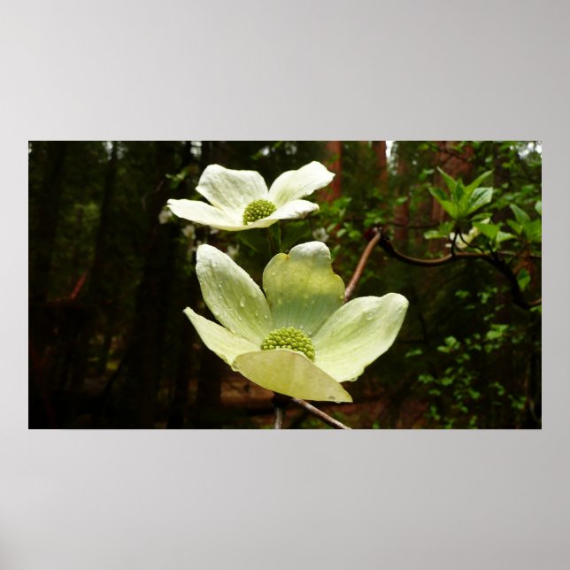 Dogwoods and Redwoods in Yosemite National Park Poster (Front)