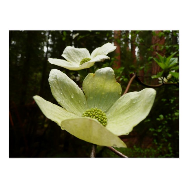 Dogwoods and Redwoods in Yosemite National Park Poster (Front)
