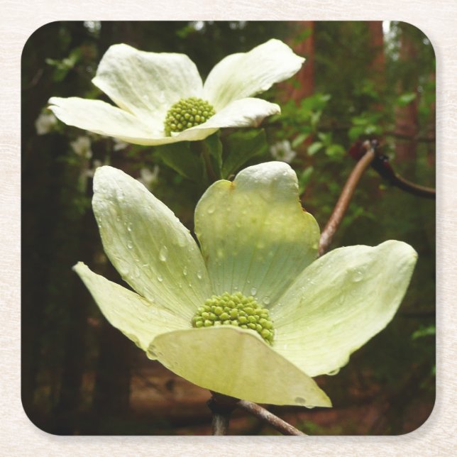 Dogwoods and Redwoods in Yosemite National Park Square Paper Coaster (Front)