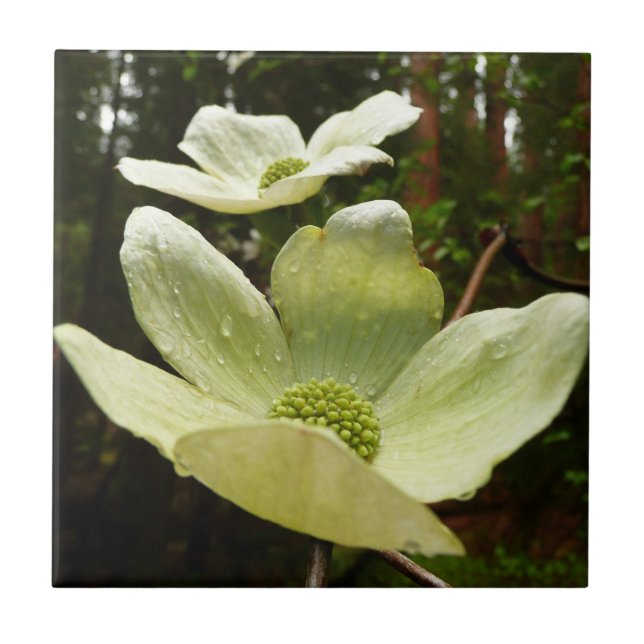 Dogwoods and Redwoods in Yosemite National Park Tile (Front)