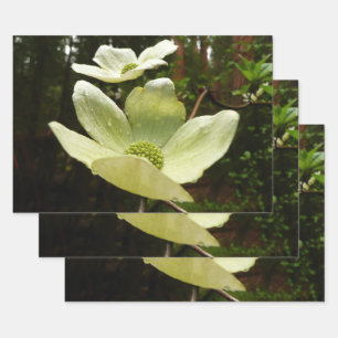 Dogwoods and Redwoods in Yosemite National Park Wrapping Paper Sheet