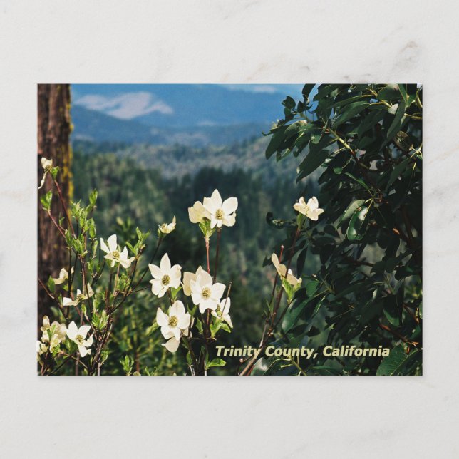 Dogwood's Blooming........ Postcard (Front)