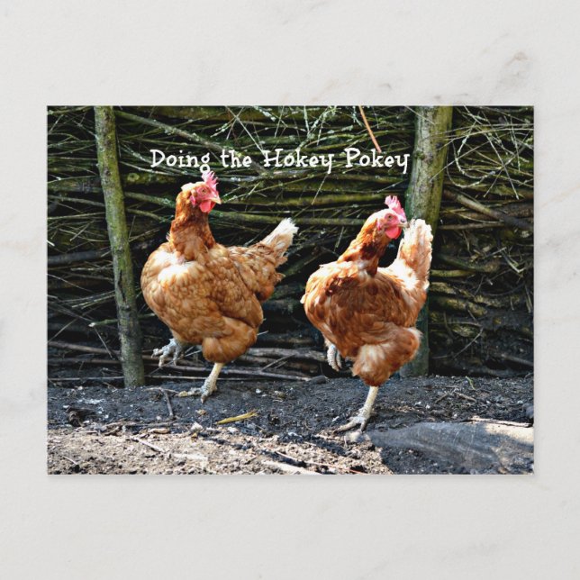 Doing the Hokey Pokey, The Hokey Pokey Chickens Postcard (Front)