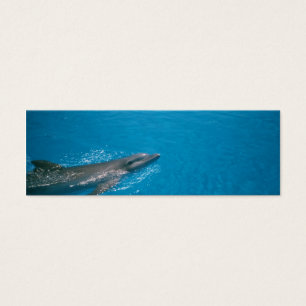 DOLLY FIN
