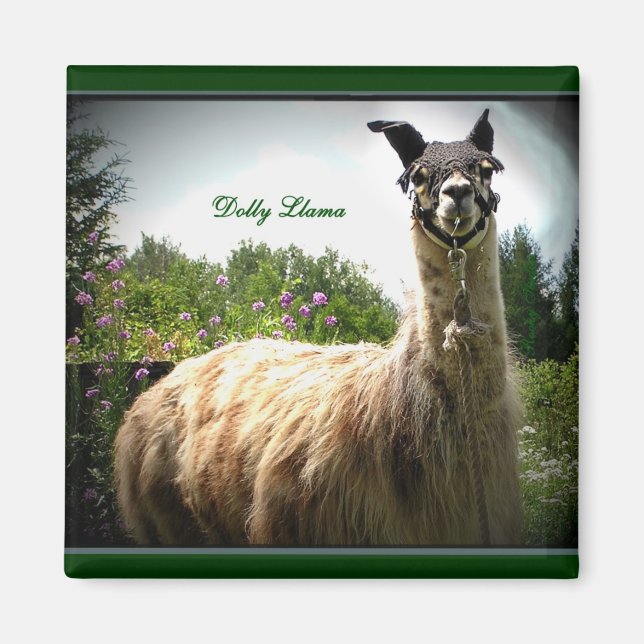 Dolly Llama Magnet (Front)