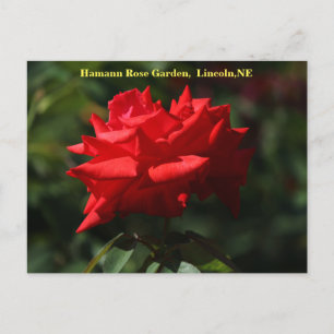 Dolly Parton Postcard HRG 700 2014