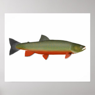 Dolly Varden Trout Poster