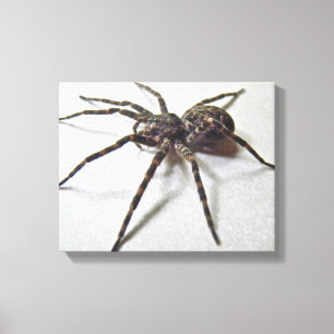 Dolomedes tenebrosus - Fishing Spider Canvas Print