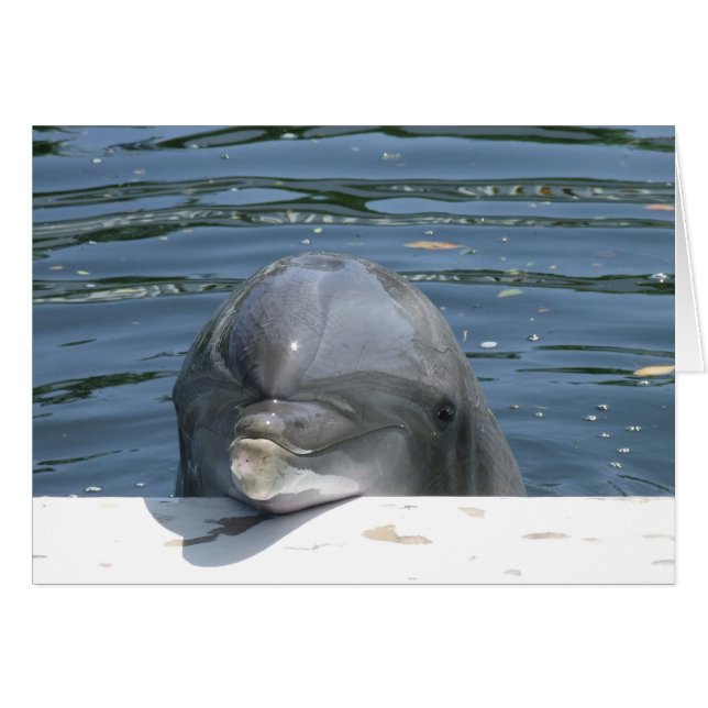 Dolphin (Front Horizontal)