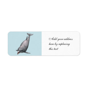 Dolphin
