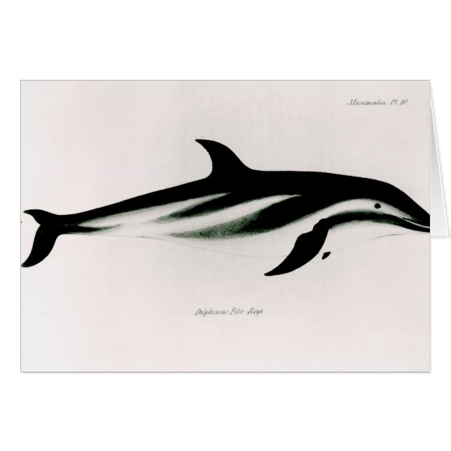 Dolphin (Front Horizontal)