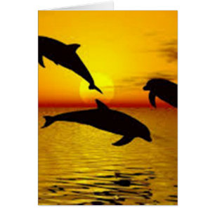 dolphin