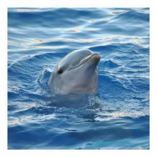 Dolphin20151021 Photo Print