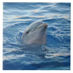 Dolphin20151021 Tile