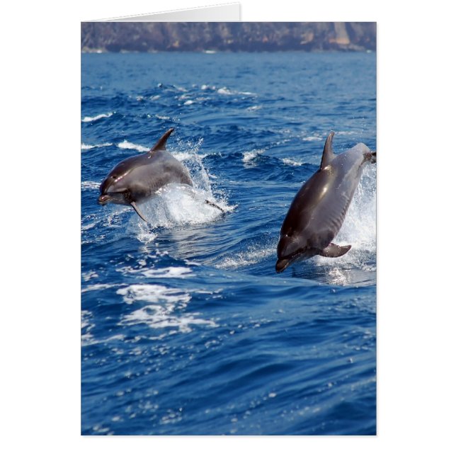 Dolphin Adventure (Front)