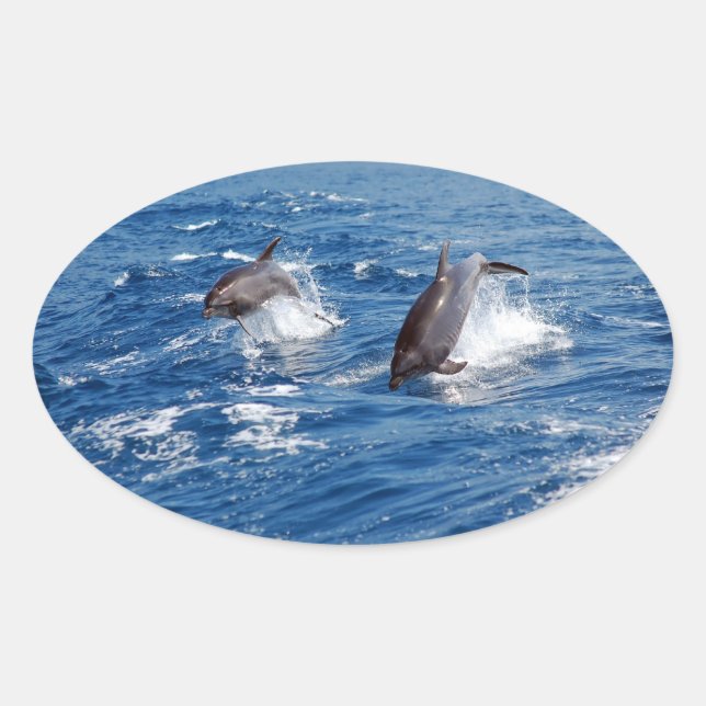 Dolphin Adventure Oval Sticker (Front)