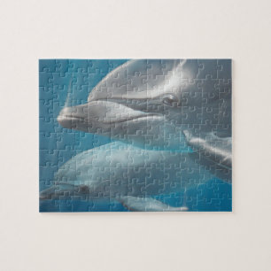 Dolphin and Baby Puzzle