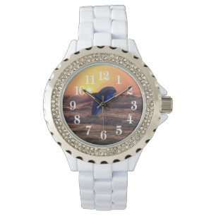 Dolphin at sunset watch