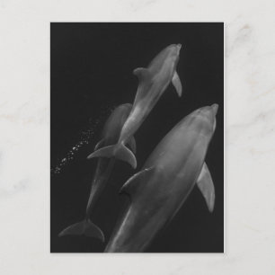 Dolphin black and white postcard