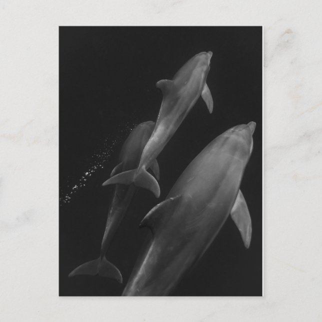 Dolphin black and white postcard (Front)