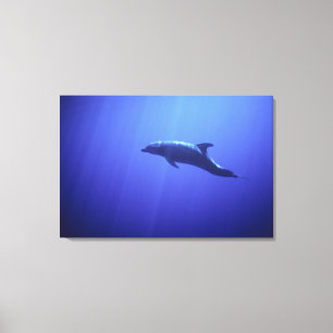 Dolphin Canvas Print