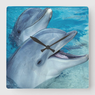 Dolphin clock