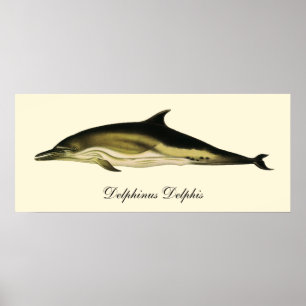 Dolphin Delphinus Delphis, Vintage Marine Animals Poster