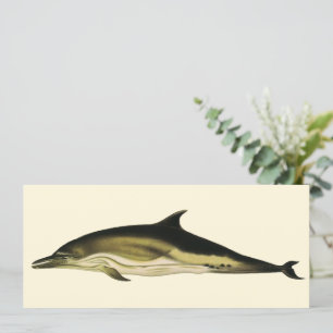 Dolphin Delphinus Delphis, Vintage Marine Mammals
