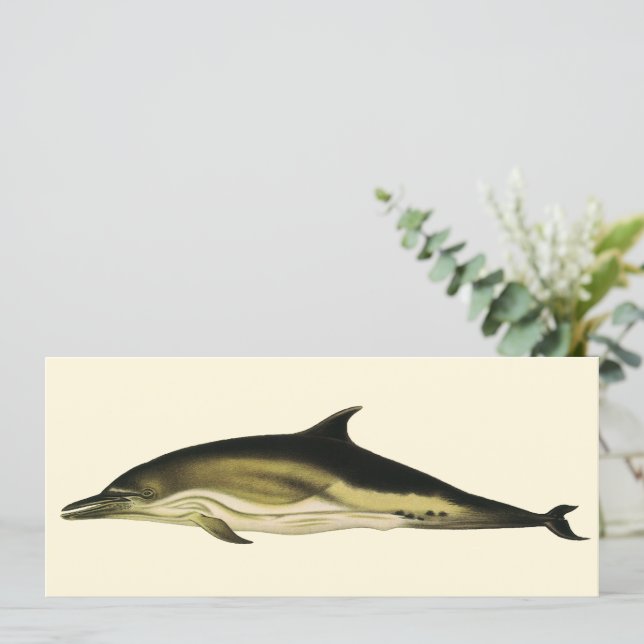 Dolphin Delphinus Delphis, Vintage Marine Mammals  (Standing Front)