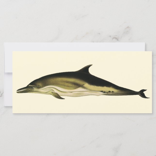 Dolphin Delphinus Delphis, Vintage Marine Mammals  (Front)
