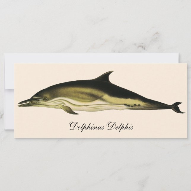 Dolphin Delphinus Delphis, Vintage Marine Mammals  (Front)