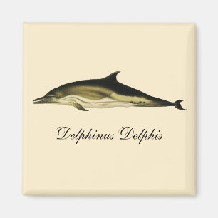Dolphin Delphinus Delphis, Vintage Marine Mammals  Magnet